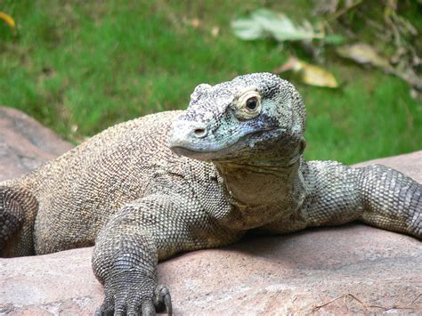 Mais de 1.300.000 imagens grátis de Dragão De Komodo e。